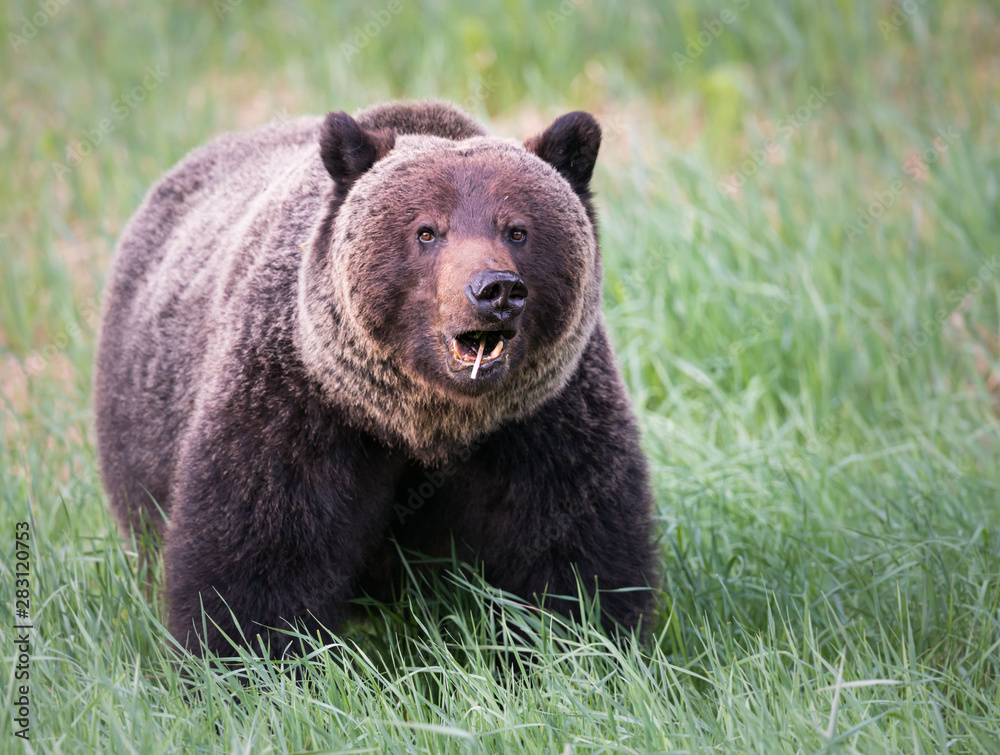 Fototapeta premium Girzzly bears during mating season