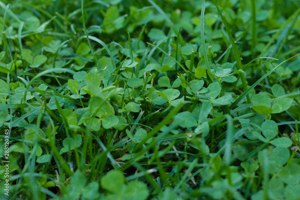 Green clover meadow as background Green clover meadow as background