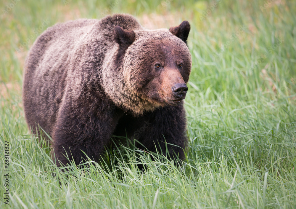 Girzzly bears during mating season