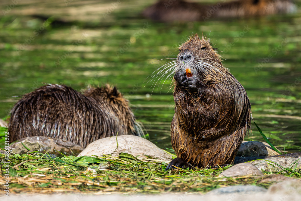 Fototapeta premium Coypu, Myocastor coypus, also known as river rat or nutria