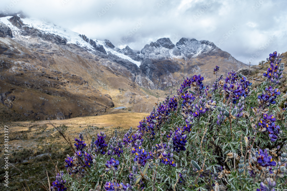 Obraz premium Beautiful plant with violet flowers lies on the heights of the Andes mountain range with its snowy peaks. Latin America