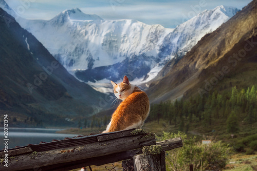Red cat on a background of Belukha Mountain