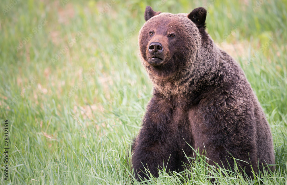 Girzzly bears during mating season