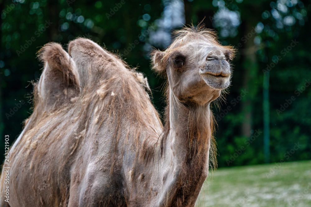 Obraz premium Bactrian camel, Camelus bactrianus in a german zoo