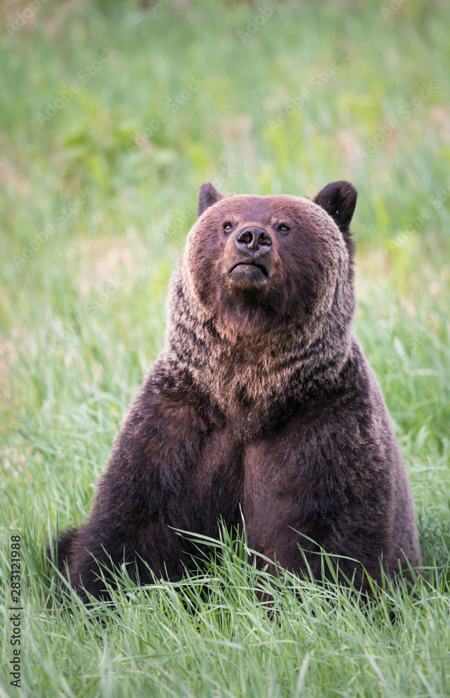 Girzzly bears during mating season