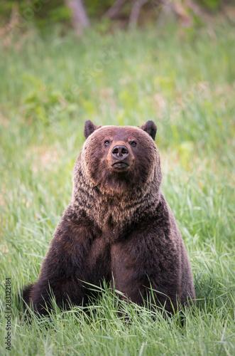 Girzzly bears during mating season