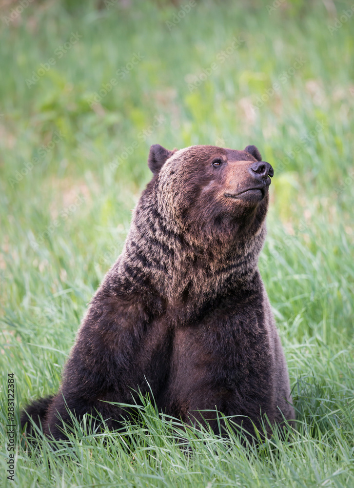 Girzzly bears during mating season Girzzly bears during mating season