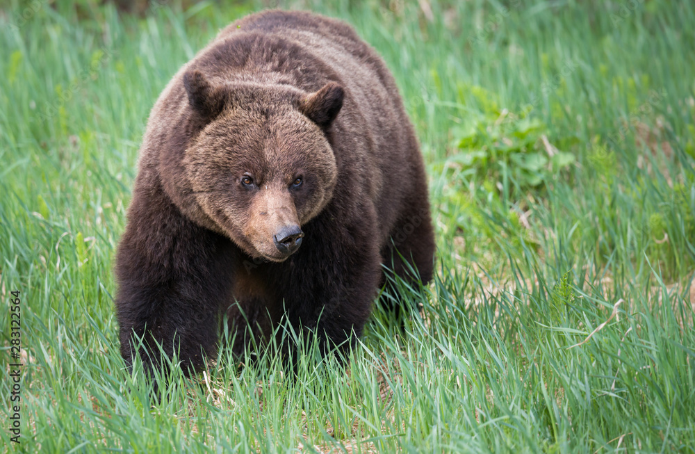 Girzzly bears during mating season Girzzly bears during mating season