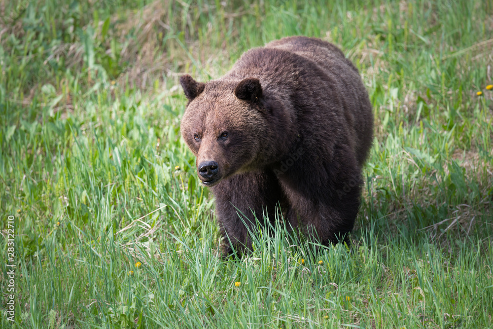 Girzzly bears during mating season Girzzly bears during mating season
