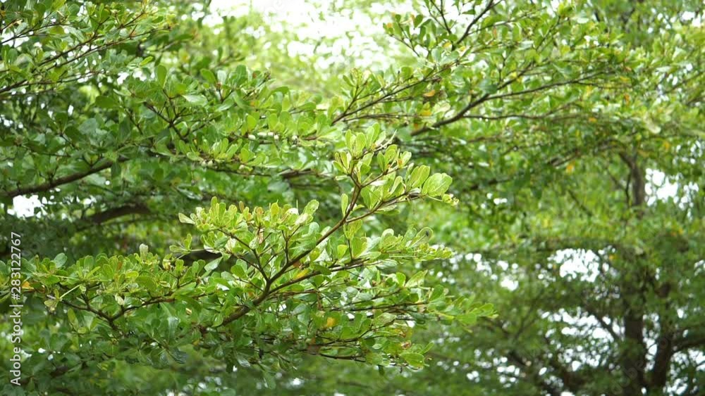 rainy day in the morning scene, slow motion rain drops falling on tree