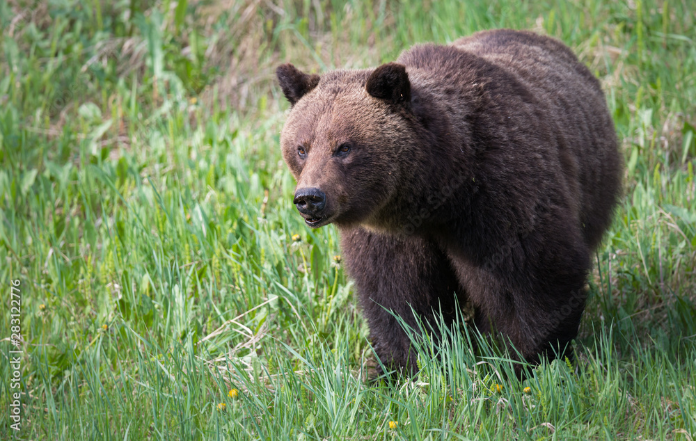 Girzzly bears during mating season