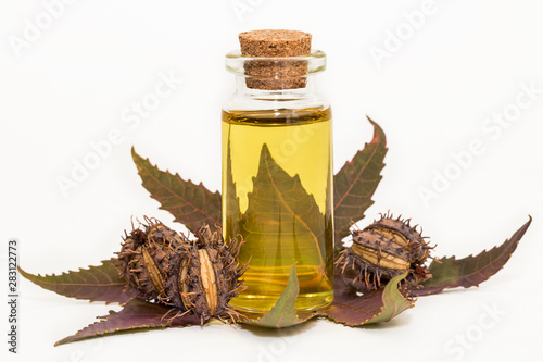 Castor oil plant on white background