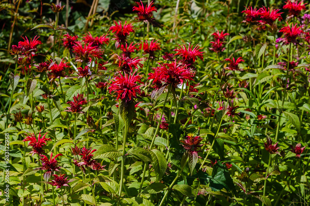 Red flower of monarda, blossom monarda in garden