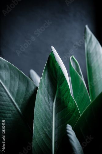 Fototapeta Naklejka Na Ścianę i Meble -  Dark green palm leaves against gray wall. Minimalism interior concept