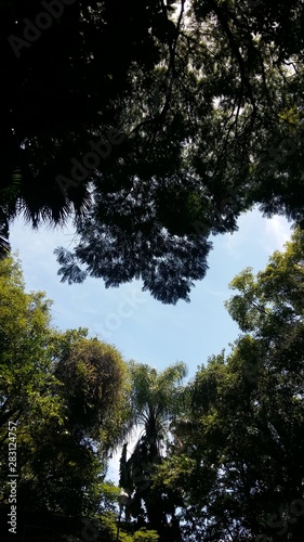 trees and blue sky © Ana