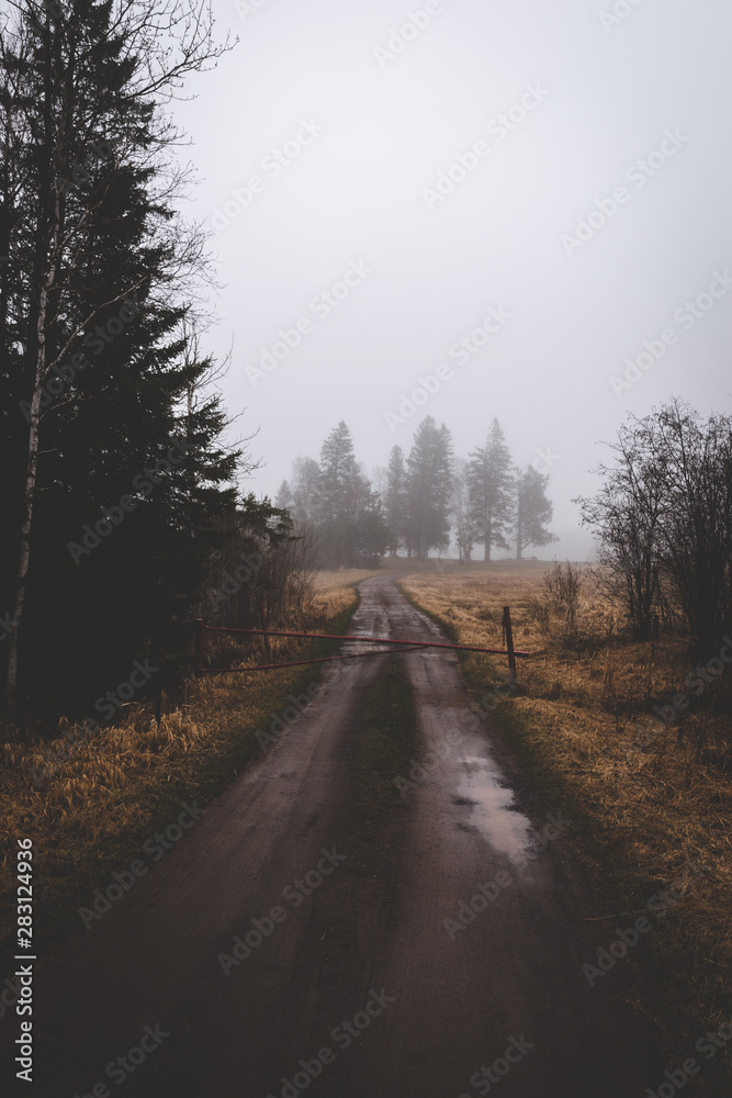 road in forest