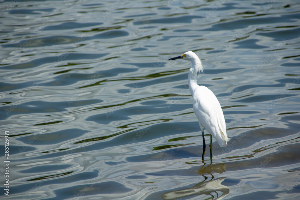 White heron looks across the lake White heron looks across the lake