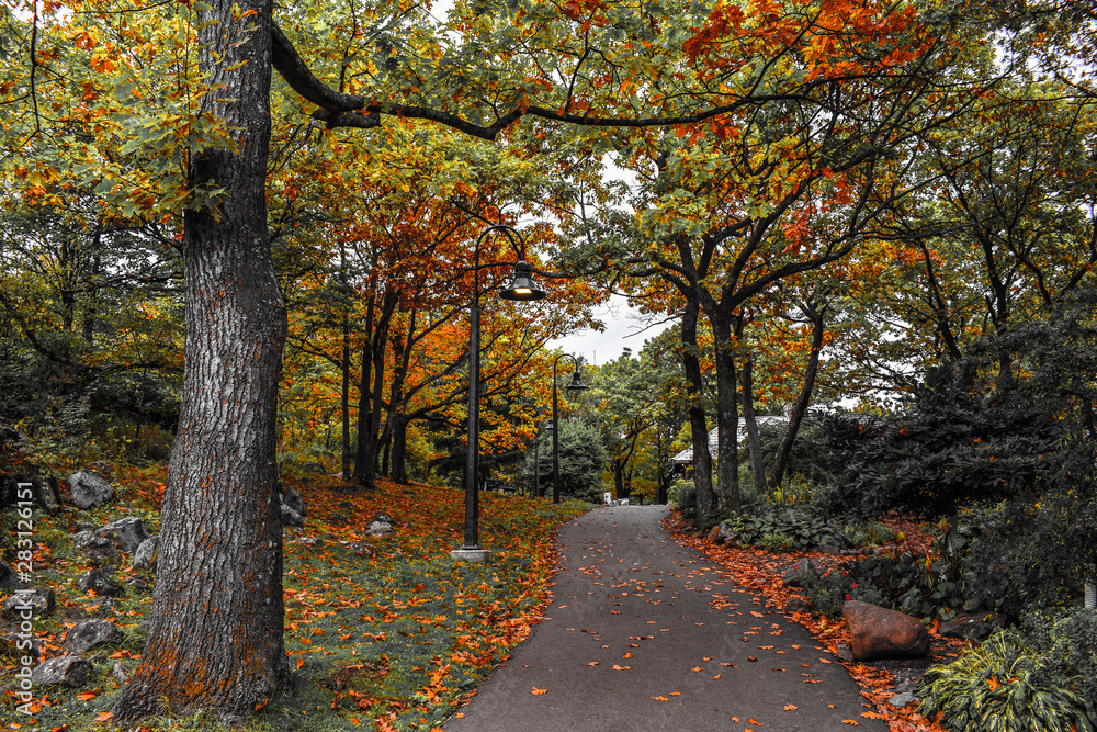 Naklejka premium autumn in the park