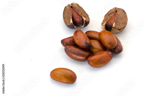 Wallpaper Mural Elateriospermum tapos Blume (Family: Euphorbiaceae) isolated on white background. Torontodigital.ca