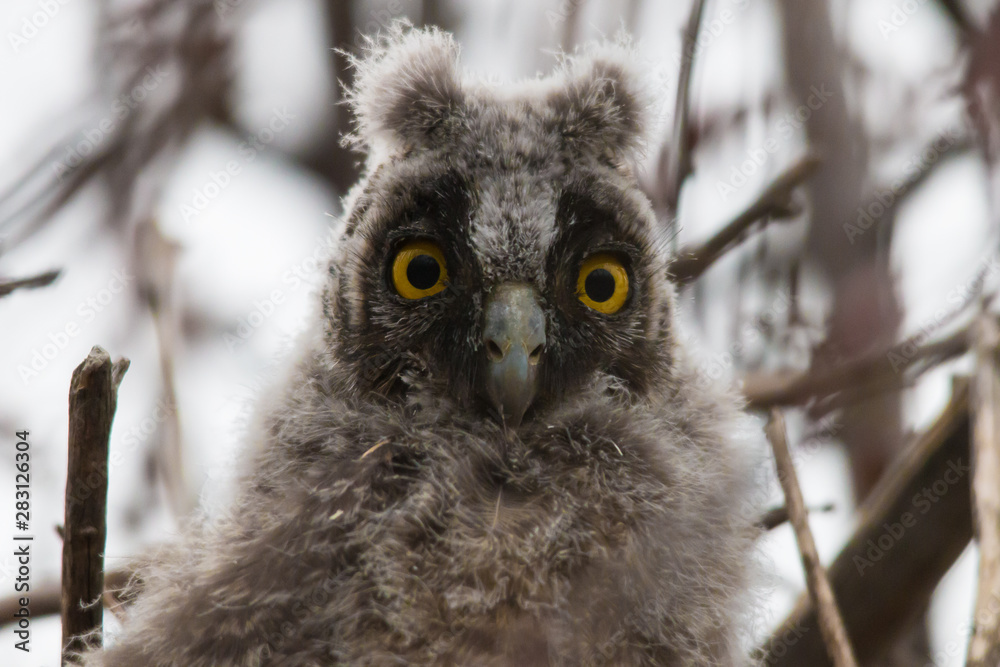 Naklejka premium Baby Owl