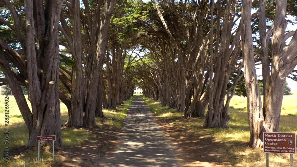 Drone Dolly of Cypress Tree Tunnel Point Reyes Station California. Amazing countryside street, sunny day time with trees casting shadows.