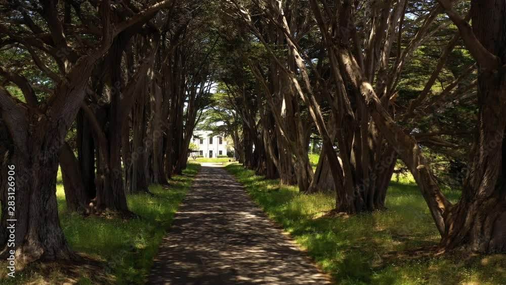 Cypress Tree Tunnel at Point Reyes National Seashore, California, USA. Drone slowly flying through trees. Cypress Tree Tunnel at Point Reyes National Seashore, California, USA. Drone slowly flying through trees.