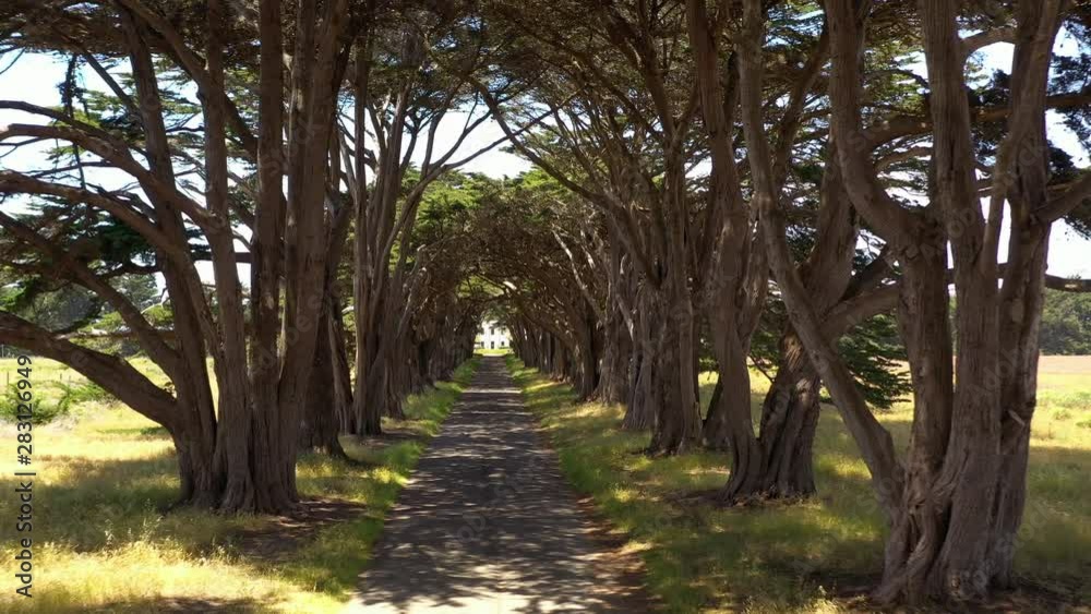 Drone flying through  the famous Cypress tree tunnel at the North District Operations Center in the Point Reyes National Seashore, located north of San Francisco, California, USA