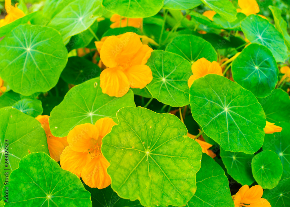 Nasturtium flower grows in the natural environment. Nasturtium flower grows in the natural environment.
