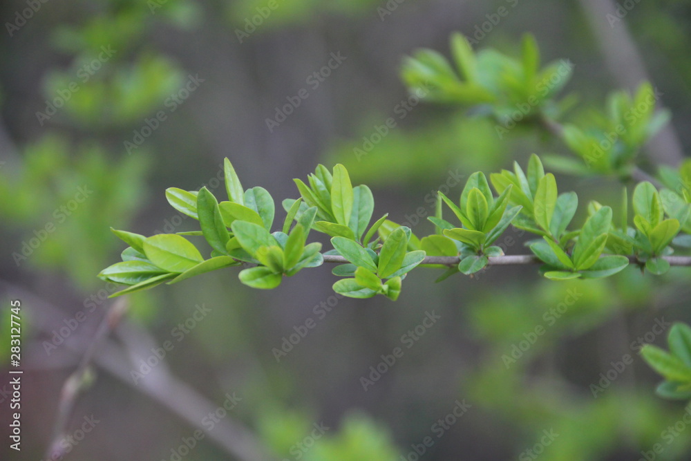 Obraz premium spring