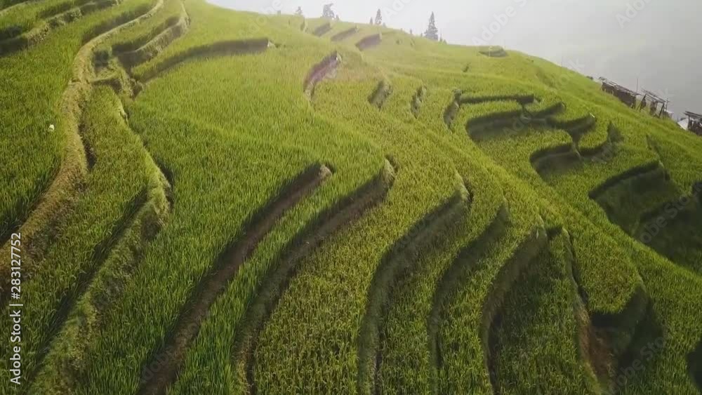Terraced fields with green or yellow rice, in Jiabang, Congjing, Guizhou, China Terraced fields with green or yellow rice, in Jiabang, Congjing, Guizhou, China