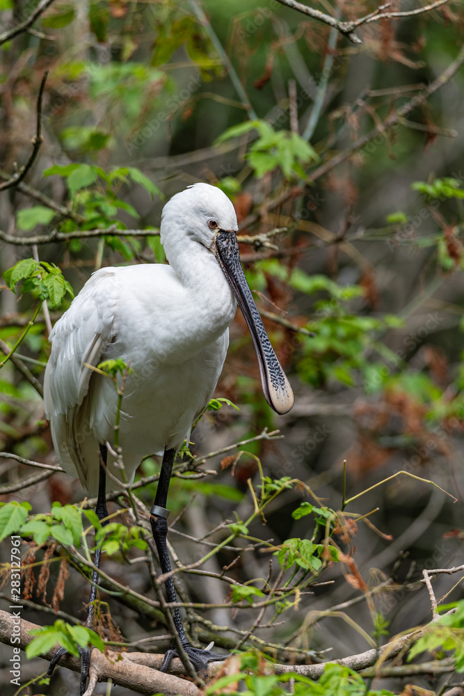 Fototapeta premium The Eurasian spoonbill, Platalea leucorodia, or common spoonbill among the branches of a tree