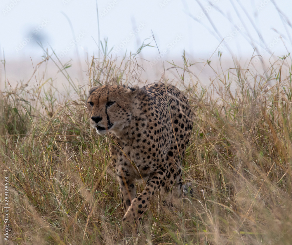 Naklejka premium Cheetah walking through grass