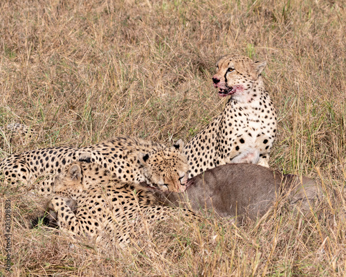 Canvas Print Cheetah on the hunt