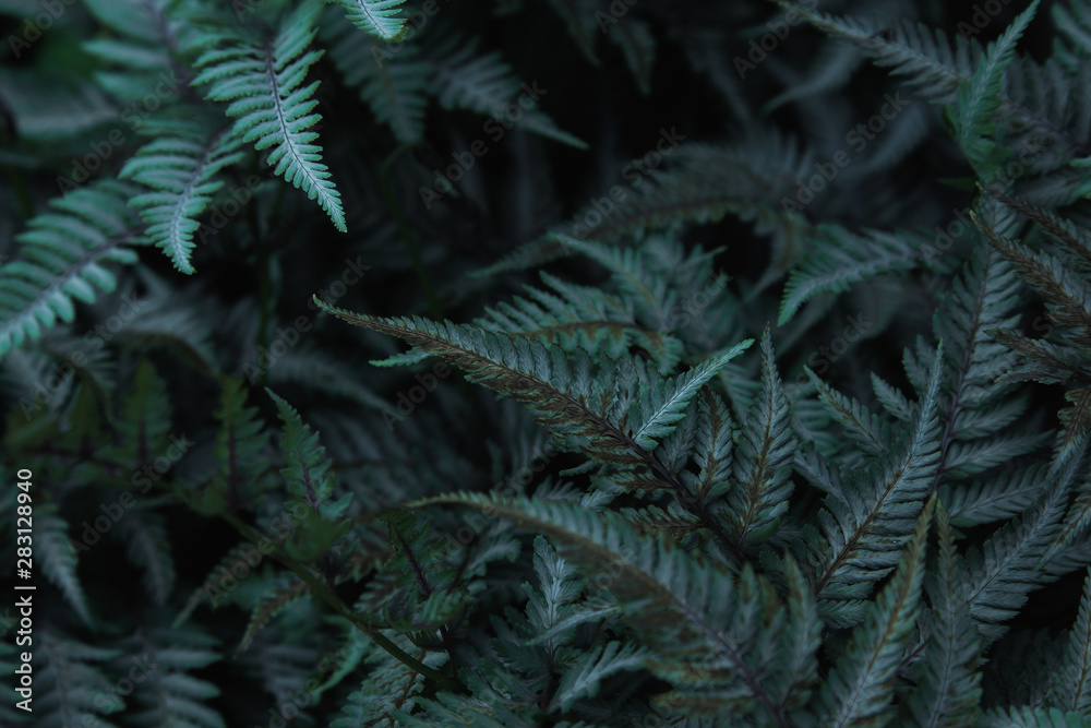 Green tropical background with jungle plants. Background of fern leaves. Exotic background of leaves of fern or bracken Green tropical background with jungle plants. Background of fern leaves. Exotic background of leaves of fern or bracken