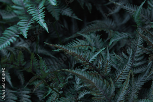 Fototapeta Naklejka Na Ścianę i Meble -  Green tropical background with jungle plants. Background of fern leaves. Exotic background of leaves of fern or bracken