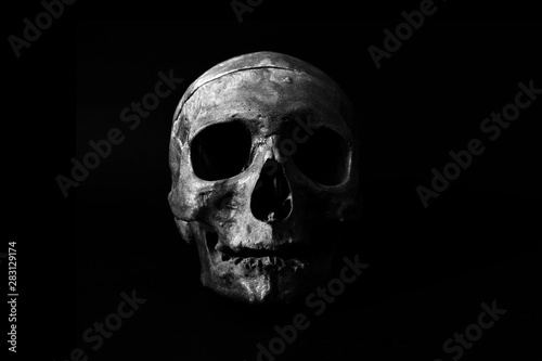 skull on black (ID: 283129174)