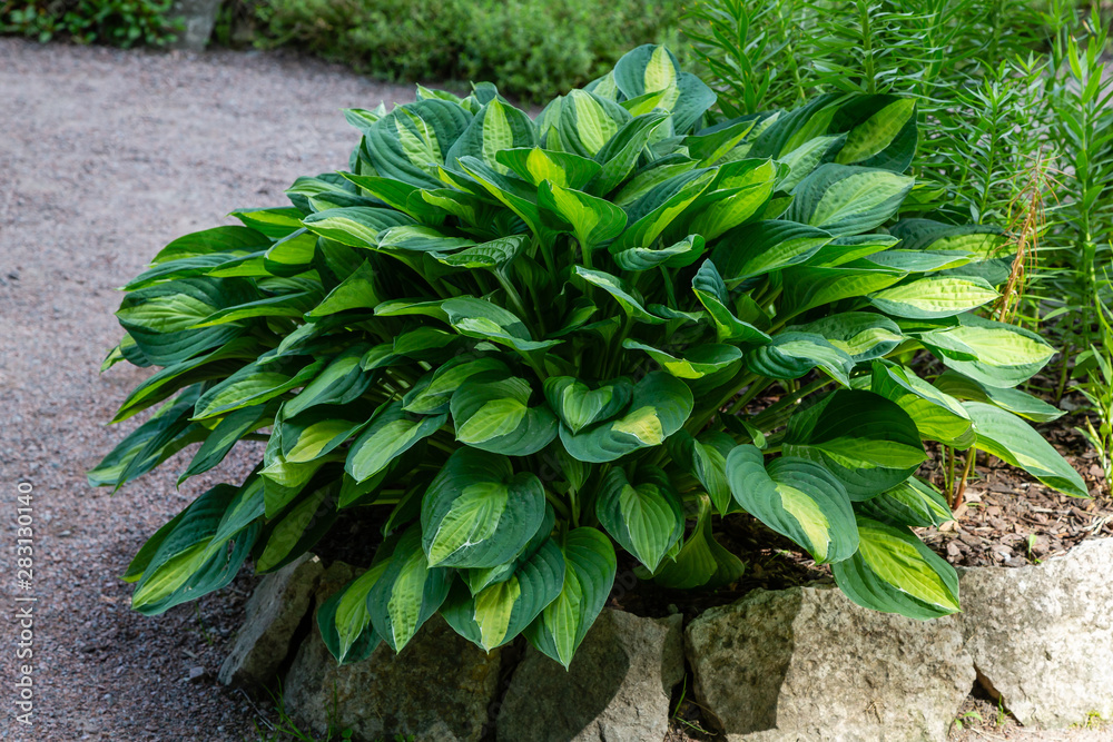 Green bush Hosta. Hosta leaves. Beautiful Hosta leaves background