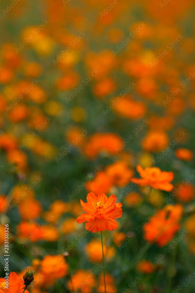 orange color cosmos flowers garden