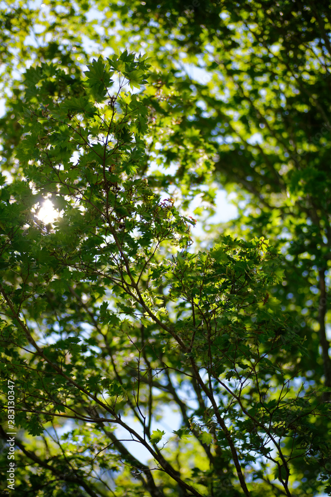 Maple leaves in the forest