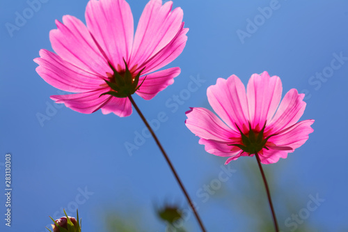 pink color cosmos two flower