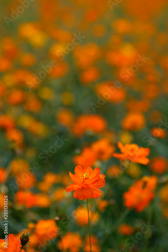 orange color cosmos flowers garden © makoto sato
