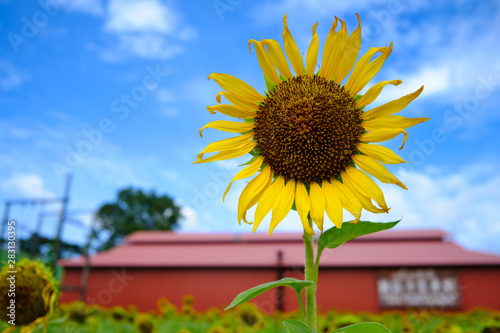 Sunflower Closeup in the Field With Blue Sky and Fluffy Clouds In Background