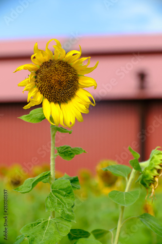 Sunflower Closeup in the Field With Blue Sky and Fluffy Clouds In Background