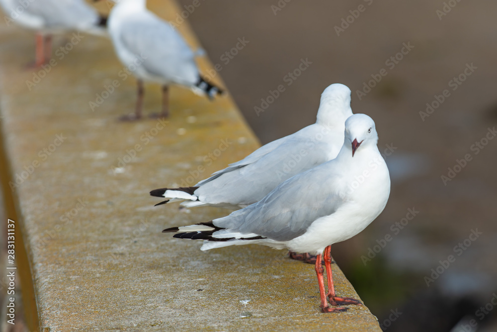 Fototapeta premium seagull on a road