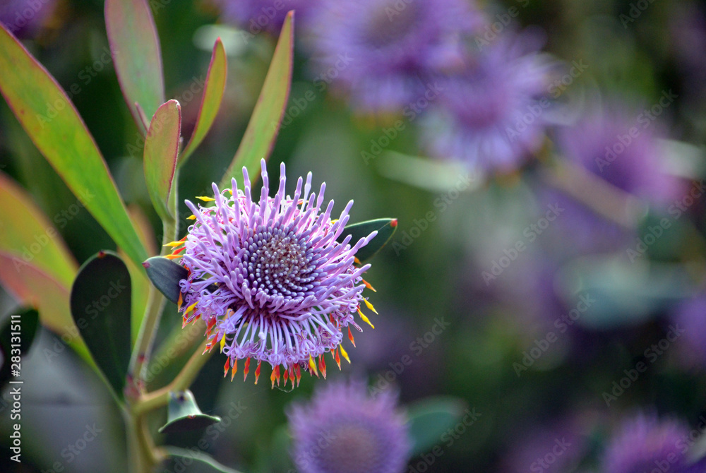 Australian native purple coneflowers of Isopogon cuneatus, family