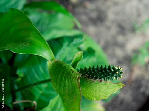 Spathiphyllum floribundum cv. levlandil flower and green leaf photo