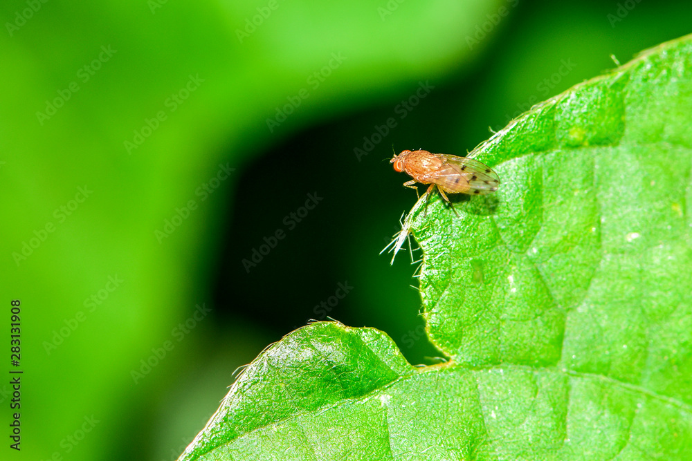 The fly is inhabited on a field plant The fly is inhabited on a field plant