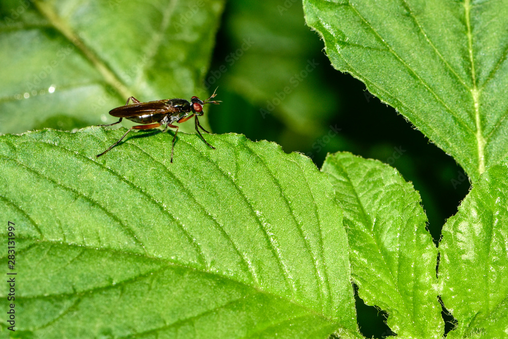 The insectivorous gadfly perches on the field plants The insectivorous gadfly perches on the field plants