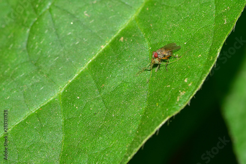 The fly is inhabited on a field plant