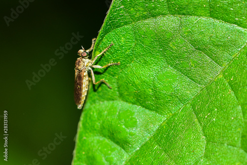 Photography The insectivorous gadfly perches on the field plants